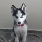 محتاجه كلب هايسكي للتبني الي عنده نفسه يتواصل معي