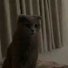 للبيع قطه سكوتش فولد لون سلفر