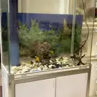 حوض سباحة الأسماك كبير طواله مترين و عرض متر جديد