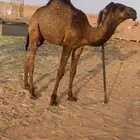 حواره صفراء