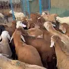 طليان حمري مرابي