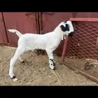 اثنين مشاريع بيشي دواغير