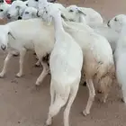 للبيع غنم مقاني