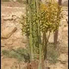 ابو علي توريد نخيل مثمر وزينه توصيل يشمل منطقة المملكه