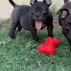 اقوي جراوي اجزوتك بولي