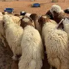 طليان نعيم بلدي