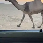 ناقه خفوت صفرا كفووو