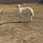 فحل جرم وطول وايل وكفو له محاولات ضراب وثني ولاهو مشروط يقر