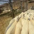 بهم طيب وكفو