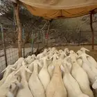 طليان ورخال للبيع