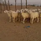 بهم للبيع تربيه