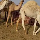 حشو للبيع