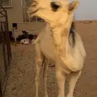 خلفه مجهم