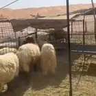 جذعان نعيم خرفان