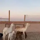 سواكن فاخره جروم متاويم