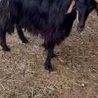 معزا حايل فل شحم ولحم