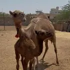 تم البيع