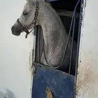 للبيع حصان شعبي شيخ