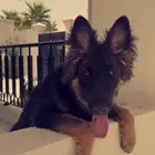 كلب للبيع مستعجل