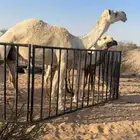 عشرا مسحوب حاشيها كفو