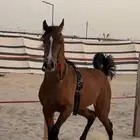 عسف خيل و أعاده عسف