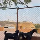 تيسين مخصاه سمان فل