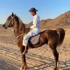حصان شيخ فحل شخصيته قويه   الاسم تارك   العمر 6 سنوات