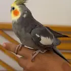 ذكر كروان للبيع على السوم