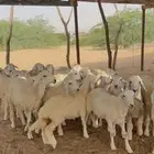 بهم تربية مراح البيع