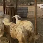 تم البيع