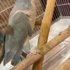 للبيع طير كو يكر الموقع الخبر الدمام مع مستلزماته كامله