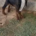 تيس مشروع فحل عارضي خصم معرف
