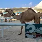 قروب بواخر نجد للابل و معداتها
