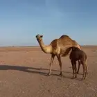 خلفه صفرا كفوو سديس تحتها قعود طيب