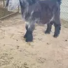 تيس مشروع فحل عارضي معرف تعريف قوي