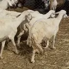 ضان ولد شيء فاخر5تحتها5 ع1330 يابلاش