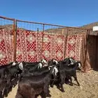 جفار عوارض صنف