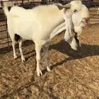 فحل مطور منتج