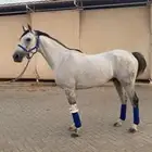 حصان سرعة جزيري فرنسي