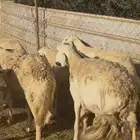 تم البيع