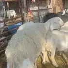 شاه حريه فرديه صنف الصنف