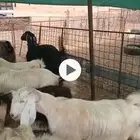 تيس عارضي 5-6 شهور لحم شرط