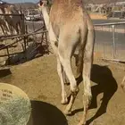 قعدان بلدي كفو للبيع