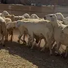 تم البيع