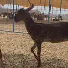 جفار فواخر طيبه محايليه