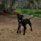 للبيع كلب بيتبول
