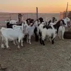 للبيع معزاء مشاريك دفيع حصيب