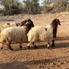 ذبائح نعيم فاخرة