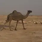 لقحه مجهم وبنتها معها ارجوا قراءة الإعلان جيدا