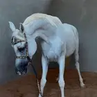 فرس واهو لقاح فاخره